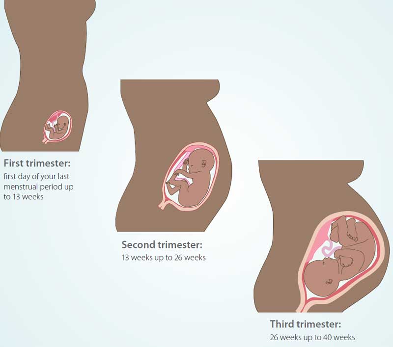 Trimesters of pregnancy three Uterine artery